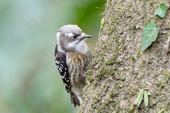 コゲラ 大麻生野鳥の森公園 2020年2月25日(火)