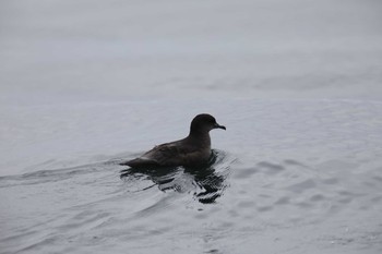 Short-tailed Shearwater 落石 Wed, 8/14/2019