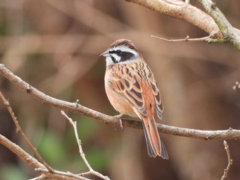 Meadow Bunting