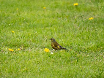 Grey-capped Greenfinch 多摩川 Sun, 4/20/2014