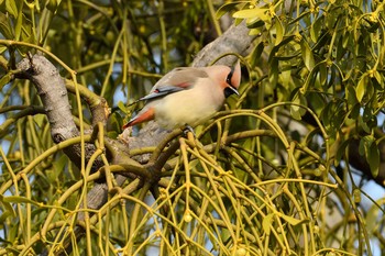 Japanese Waxwing Unknown Spots Tue, 2/25/2020