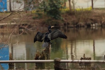 カワウ 水元公園 2020年2月25日(火)