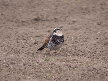 Dusky Thrush 多摩川 Sun, 4/20/2014