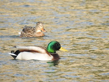 マガモ 広瀬川 2020年2月24日(月)