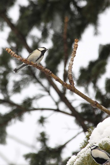 Japanese Tit 豊平公園(札幌市) Tue, 2/18/2020