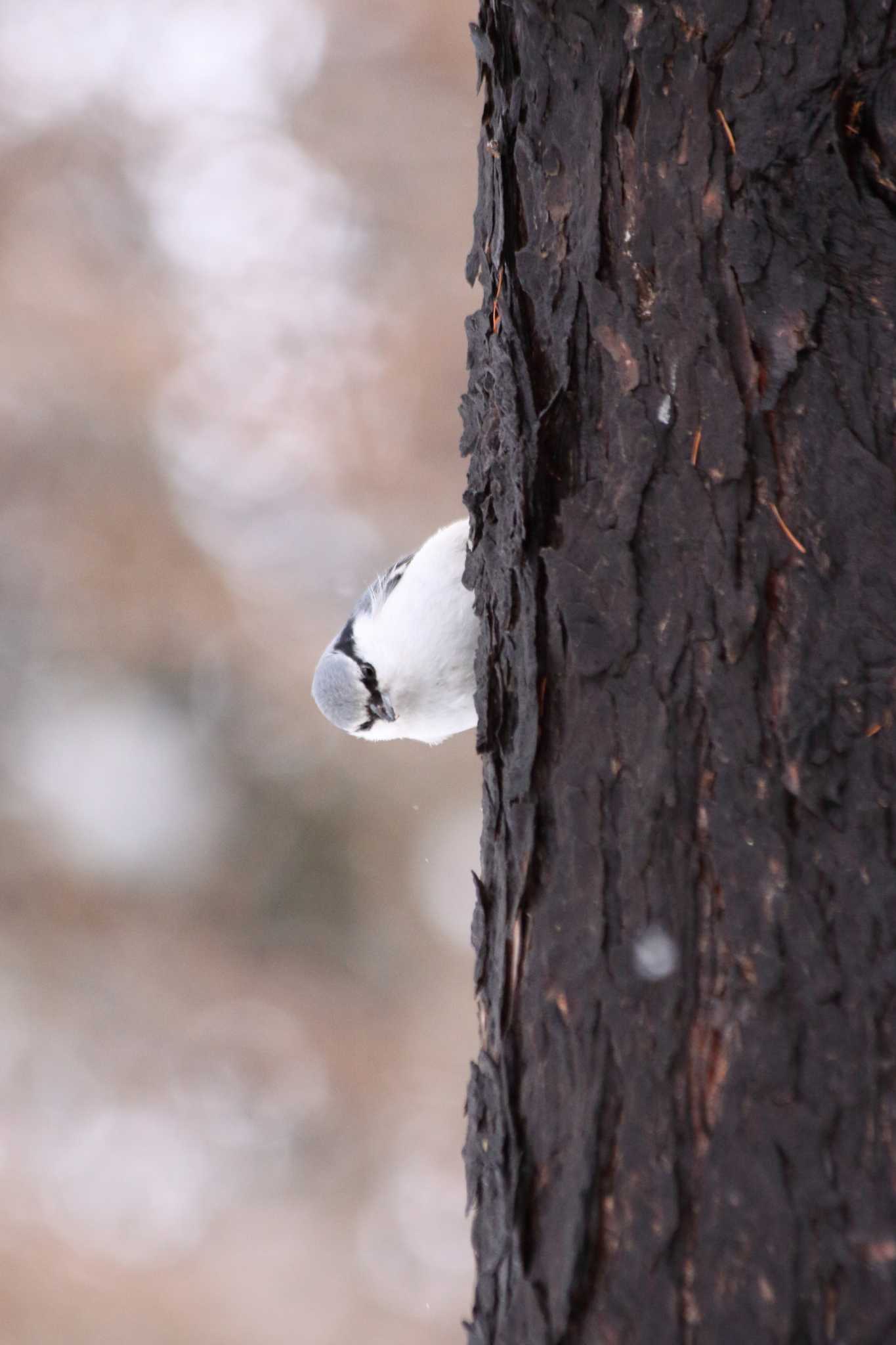 Photo of Eurasian Nuthatch at 豊平公園(札幌市) by つぼいさん