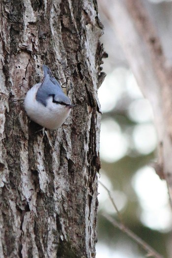 Eurasian Nuthatch Nishioka Park Sat, 12/21/2019