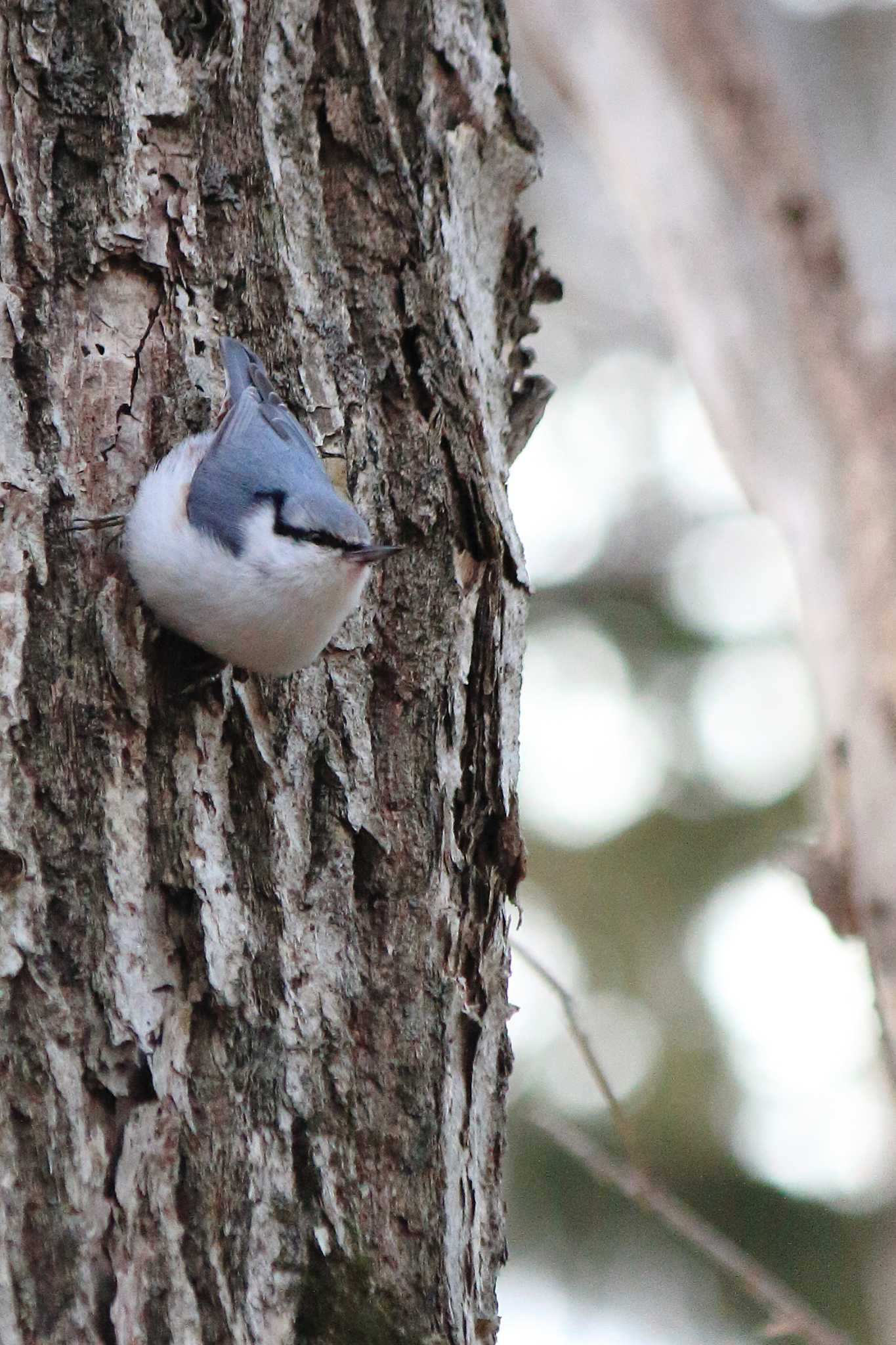 Photo of Eurasian Nuthatch at Nishioka Park by つぼいさん