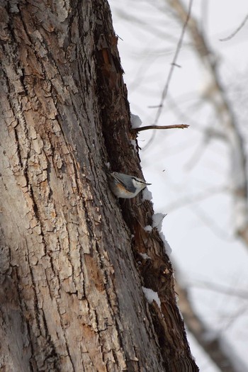 Eurasian Nuthatch 野幌森林公園 Sat, 1/25/2020