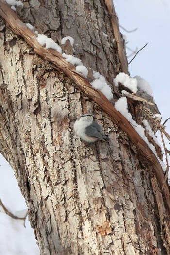 Eurasian Nuthatch 野幌森林公園 Sat, 1/25/2020