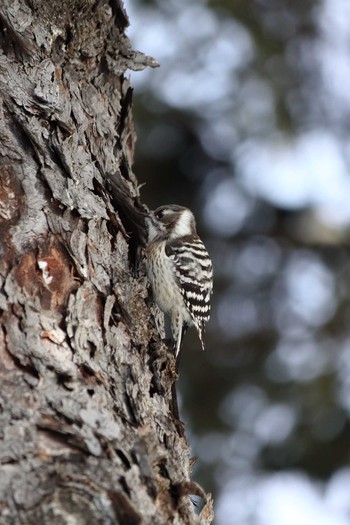 Japanese Pygmy Woodpecker 豊平公園(札幌市) Tue, 1/28/2020