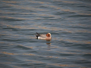 Eurasian Wigeon 多摩川 Sun, 3/9/2014