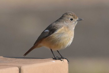 Daurian Redstart 三木総合防災公園 Sun, 2/23/2020