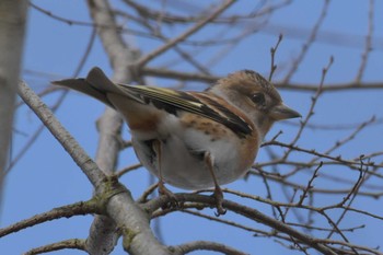 Brambling 三木総合防災公園 Sun, 2/23/2020