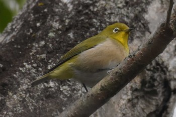 Warbling White-eye 三木総合防災公園 Sun, 2/23/2020