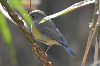 ルリビタキ 三木総合防災公園 2020年2月23日(日)