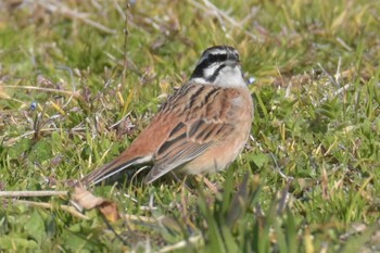 Meadow Bunting 三木総合防災公園 Sun, 2/23/2020