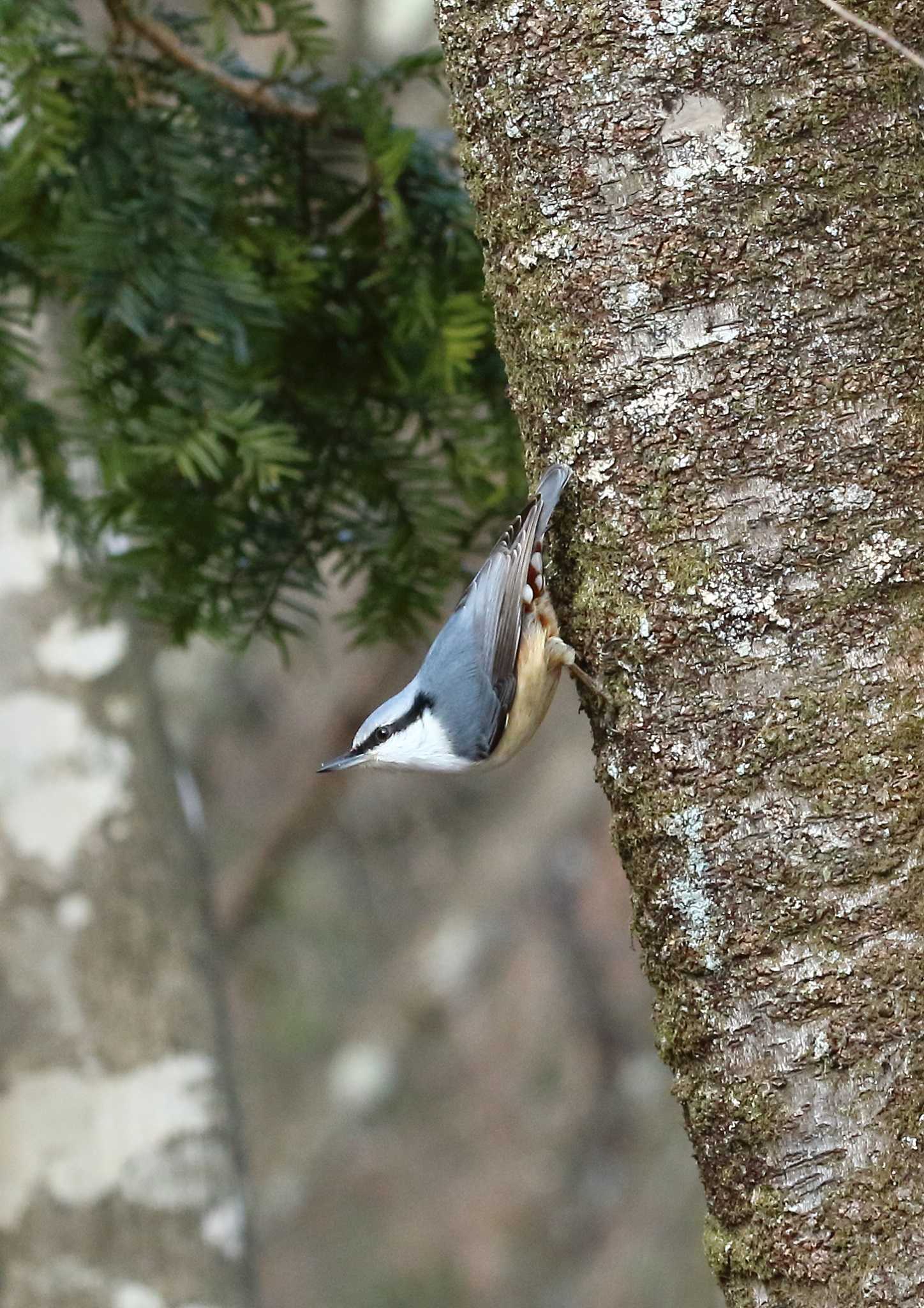 Photo of Eurasian Nuthatch at Saitama Prefecture Forest Park by コジ