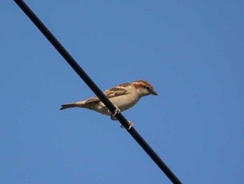 Russet Sparrow 大覚寺大沢池 Mon, 10/14/2013