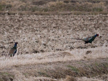 Green Pheasant 白河市 Wed, 1/1/2014