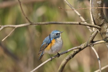 Tue, 2/11/2020 Birding report at Arima Fuji Park