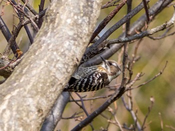 Japanese Pygmy Woodpecker 茅ヶ崎里山公園 Tue, 2/25/2020