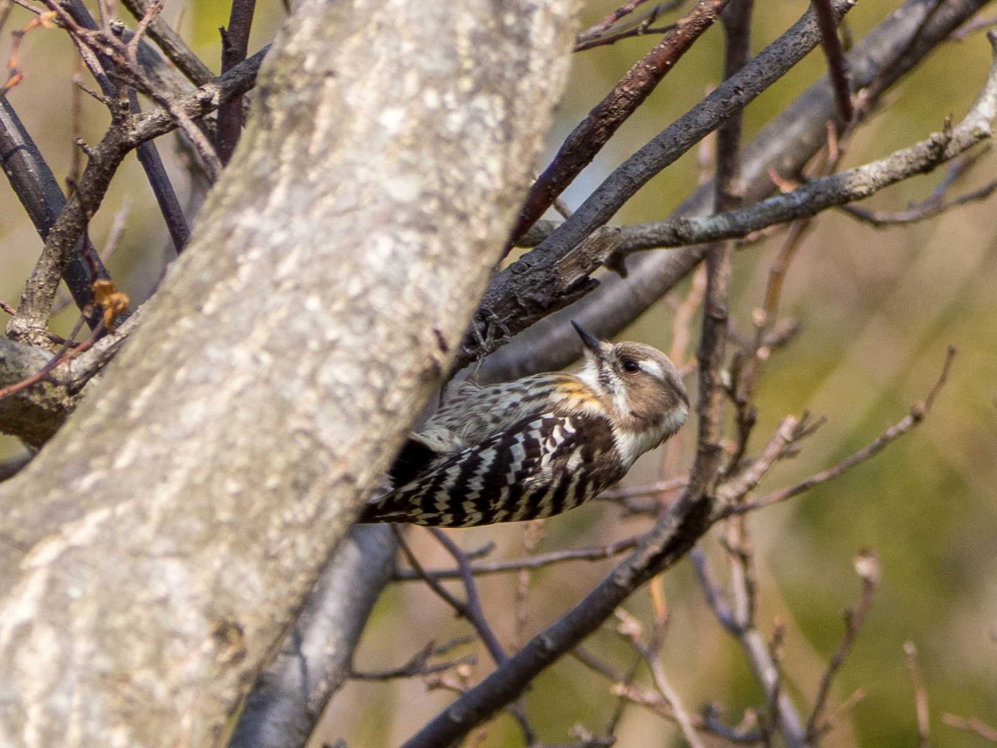 Japanese Pygmy Woodpecker