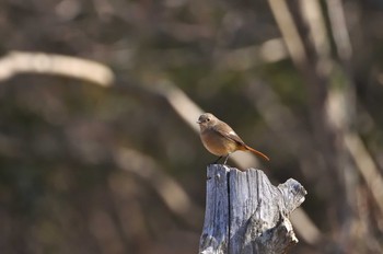 Daurian Redstart Arima Fuji Park Tue, 2/11/2020