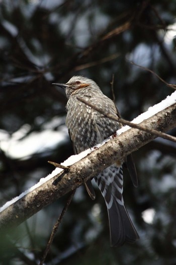 Brown-eared Bulbul 豊平公園(札幌市) Tue, 2/25/2020