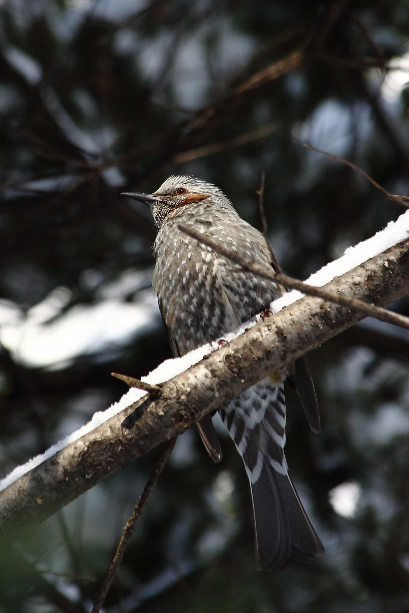 豊平公園(札幌市) ヒヨドリの写真 by つぼいさん