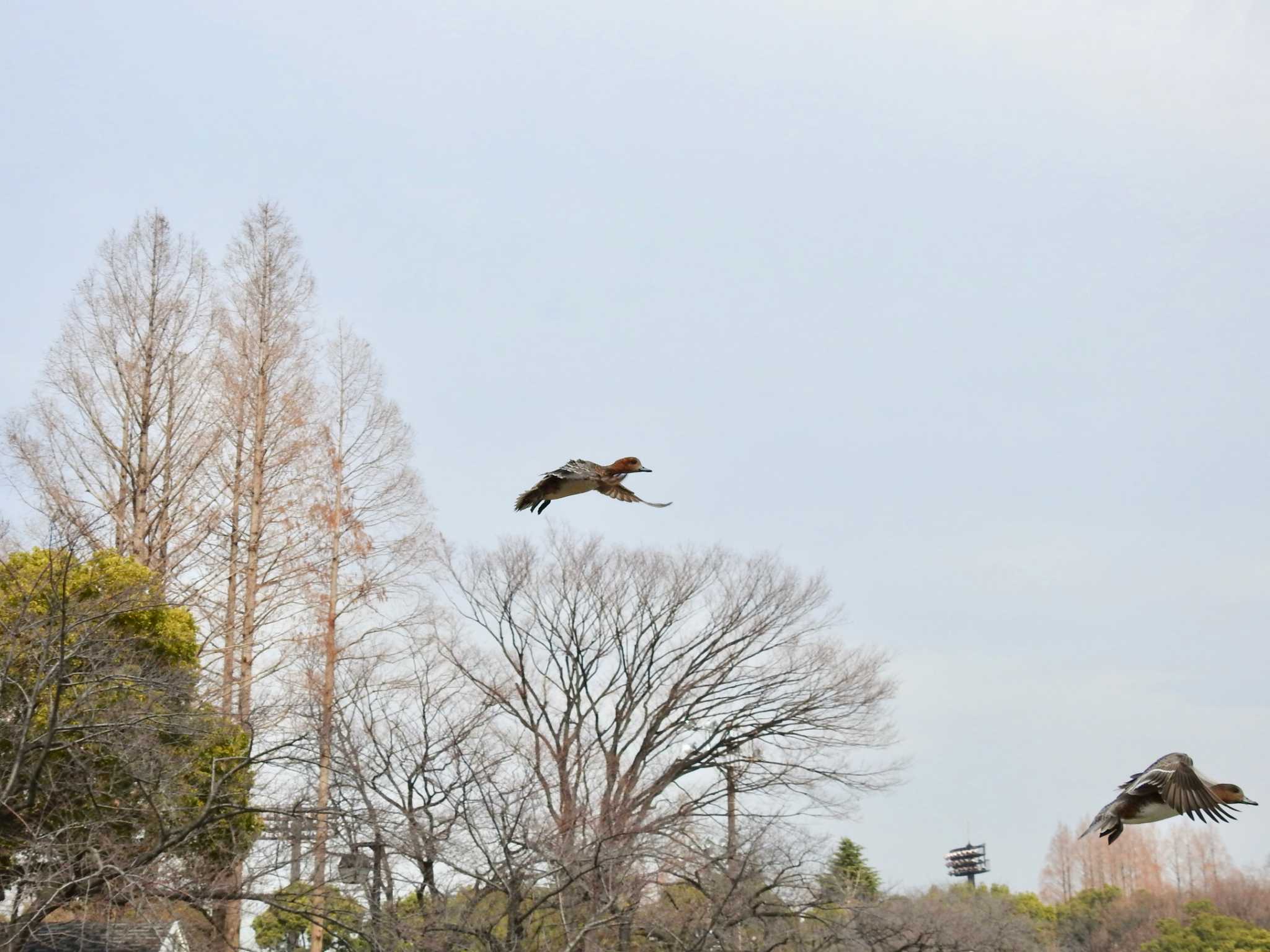 都立浮間公園 ヒドリガモの写真 by TK2