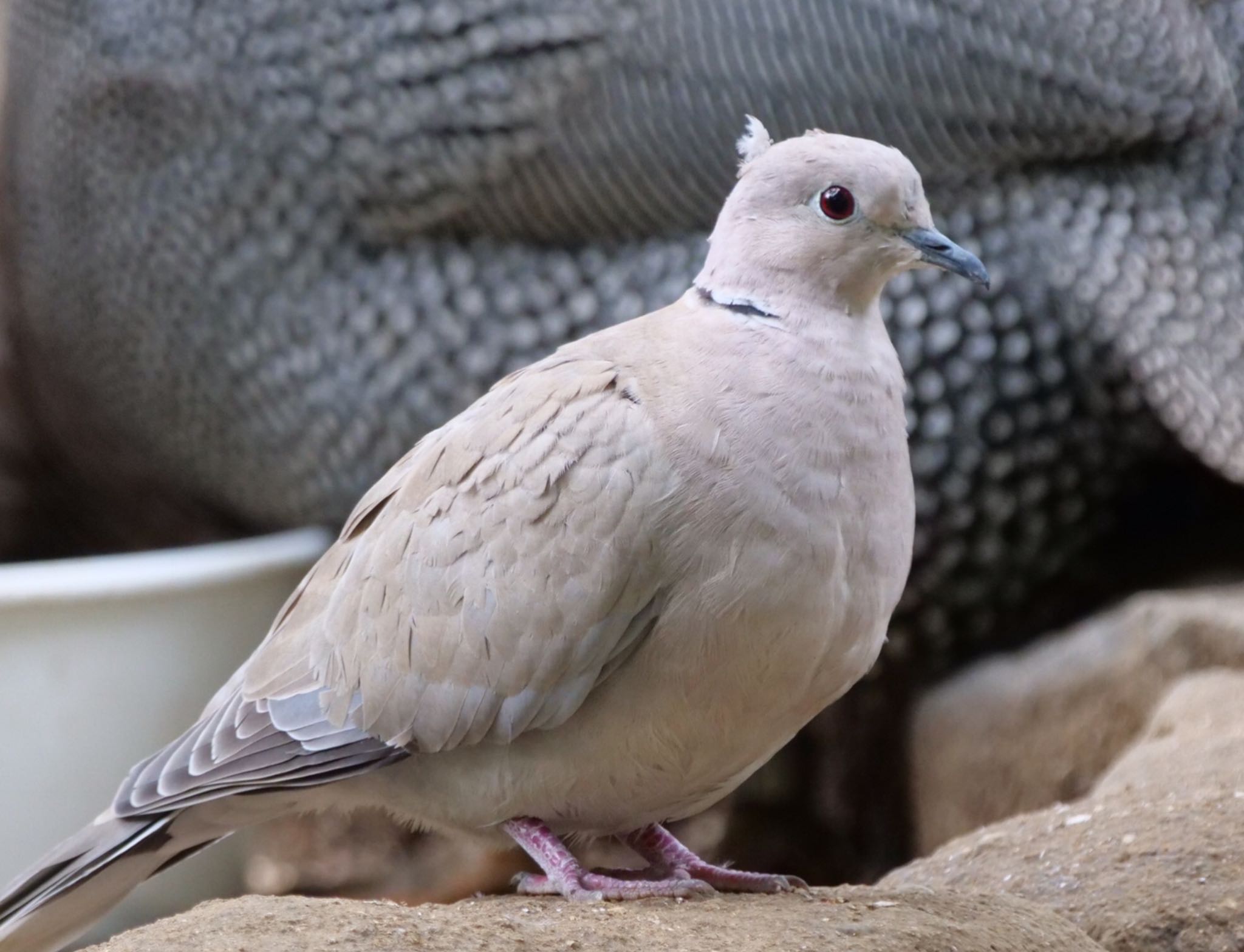 Photo of Eurasian Collared Dove at  by champagne(シャンパーニュ)