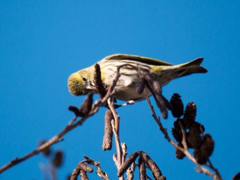 Eurasian Siskin Mizumoto Park Sat, 1/10/2015