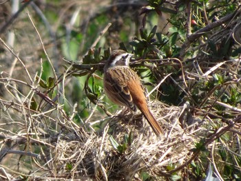 2020年2月24日(月) 多摩川二ヶ領宿河原堰の野鳥観察記録