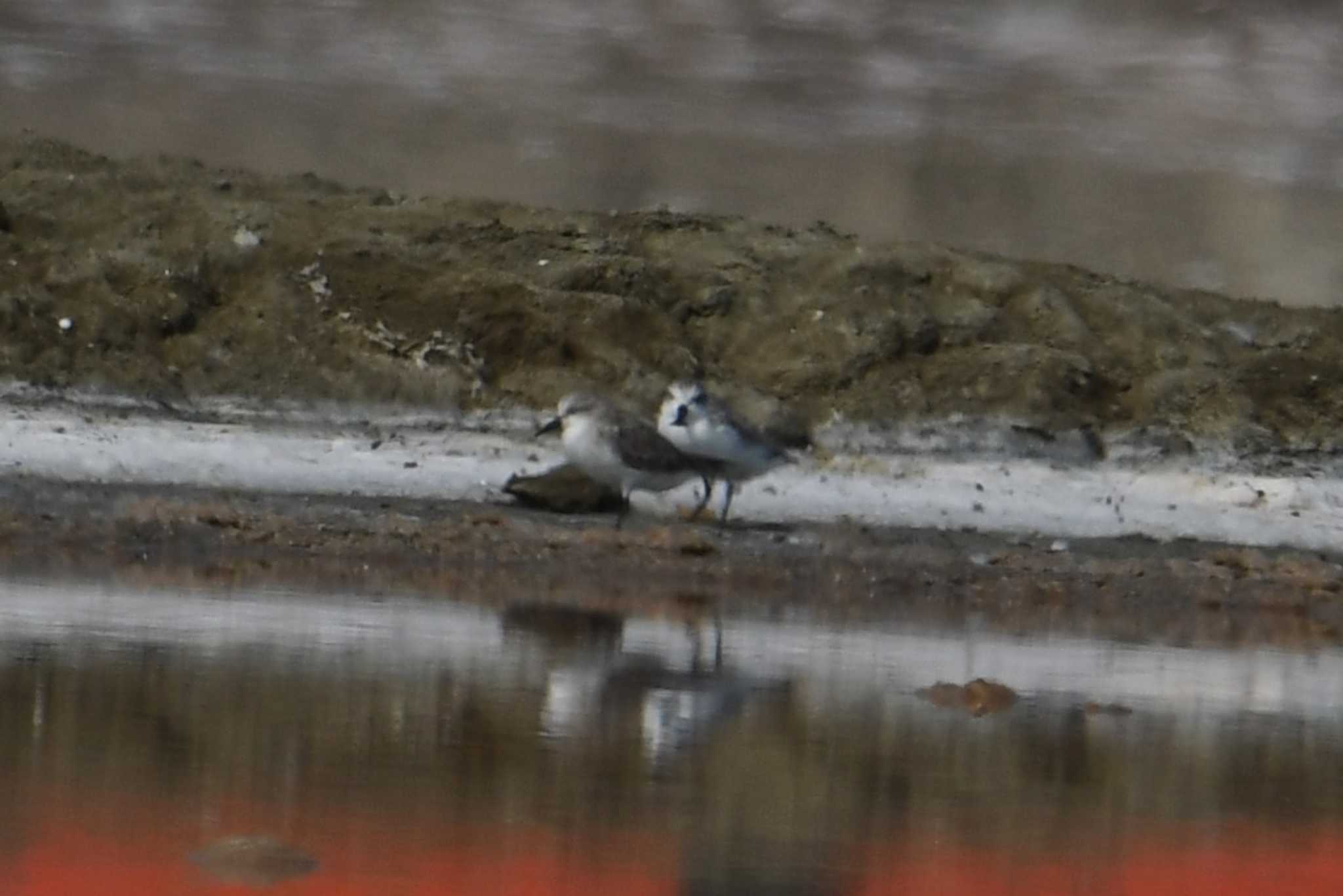 Photo of Spoon-billed Sandpiper at タイ by あひる