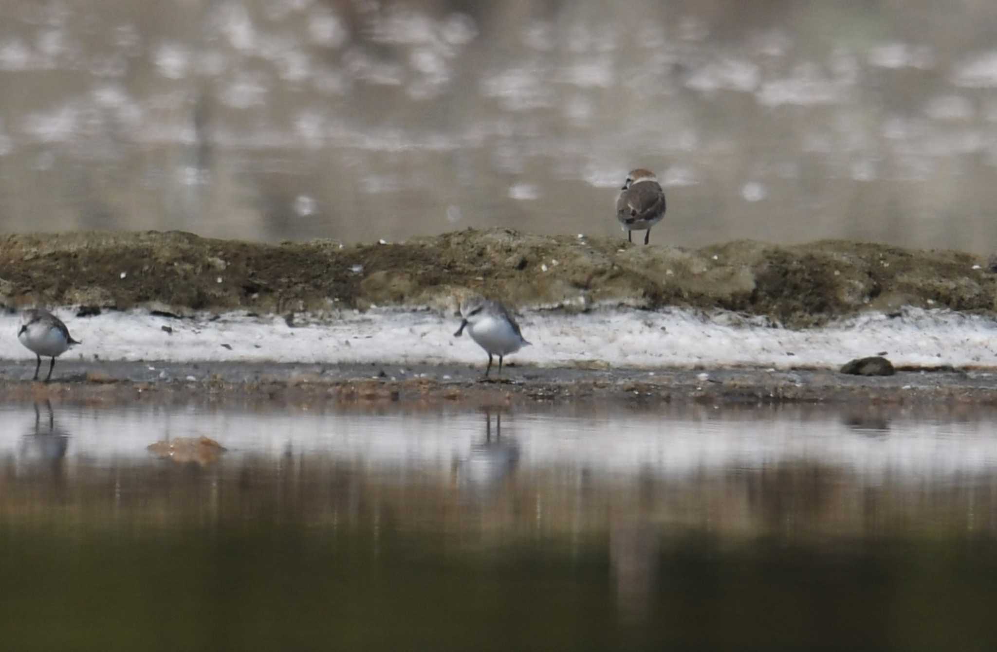 Spoon-billed Sandpiper