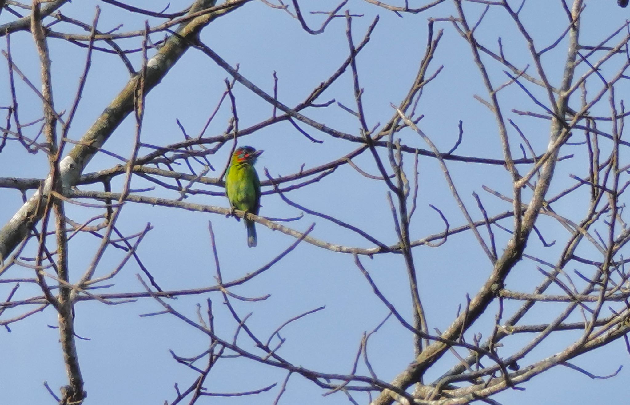 Blue-Eared Barbet by のどか