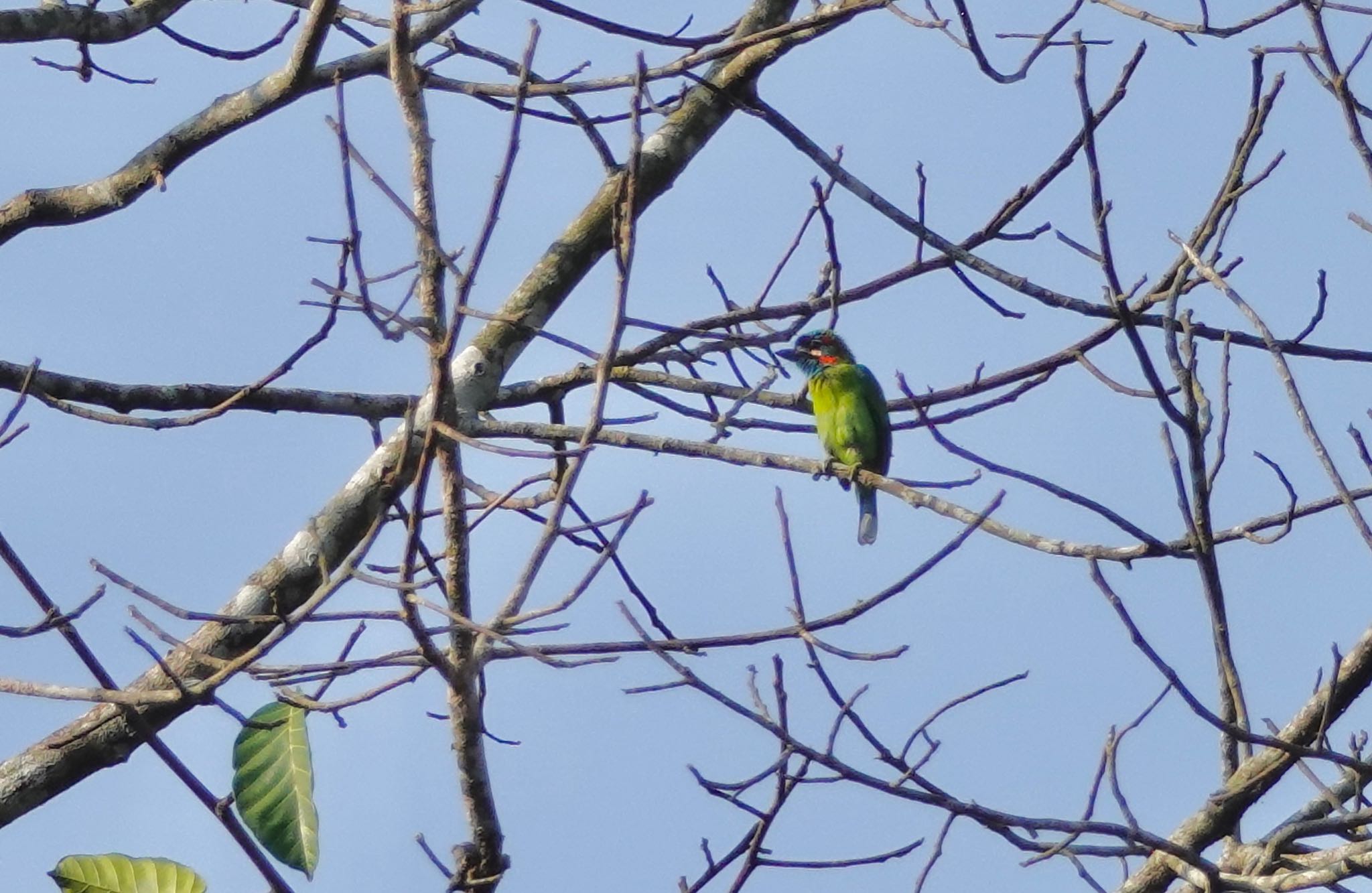 Blue-Eared Barbet by のどか