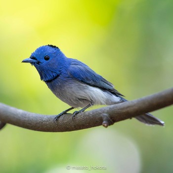 2020年2月11日(火) プーキィアオ野生動物保護区の野鳥観察記録