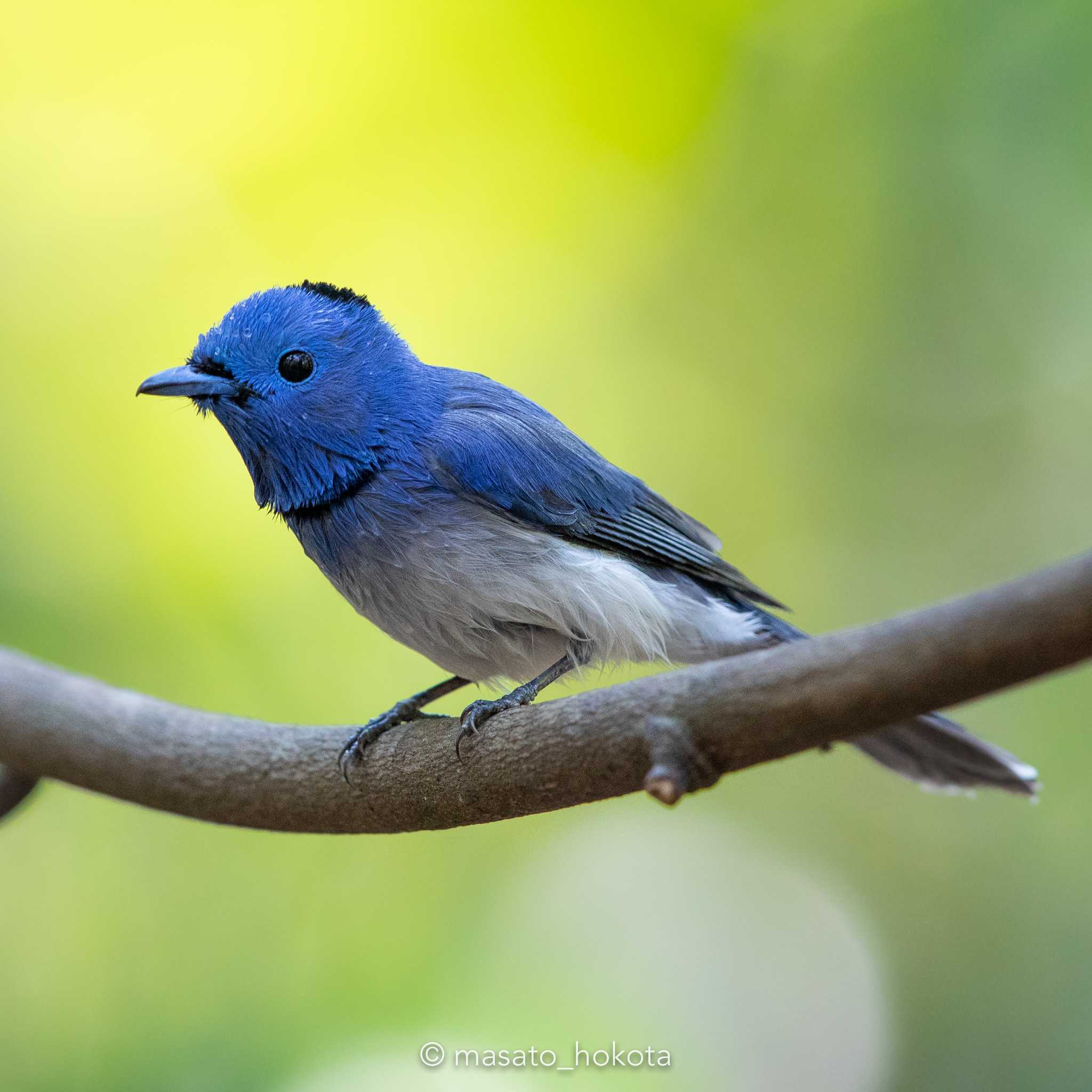 Photo of Black-naped Monarch at Phu Khiao Wildlife Sanctuary by Trio