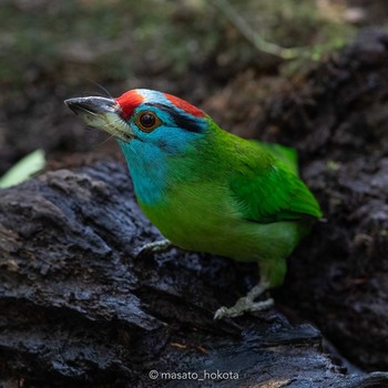 Blue-throated Barbet Phu Khiao Wildlife Sanctuary Tue, 2/11/2020