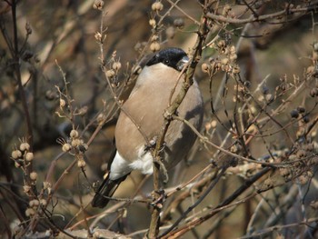 ウソ 舞岡公園 2015年1月4日(日)