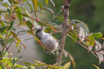 Long-tailed Tit 東京都東村山市 Tue, 2/25/2020