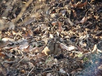 ヤマシギ 舞岡公園 2015年1月4日(日)