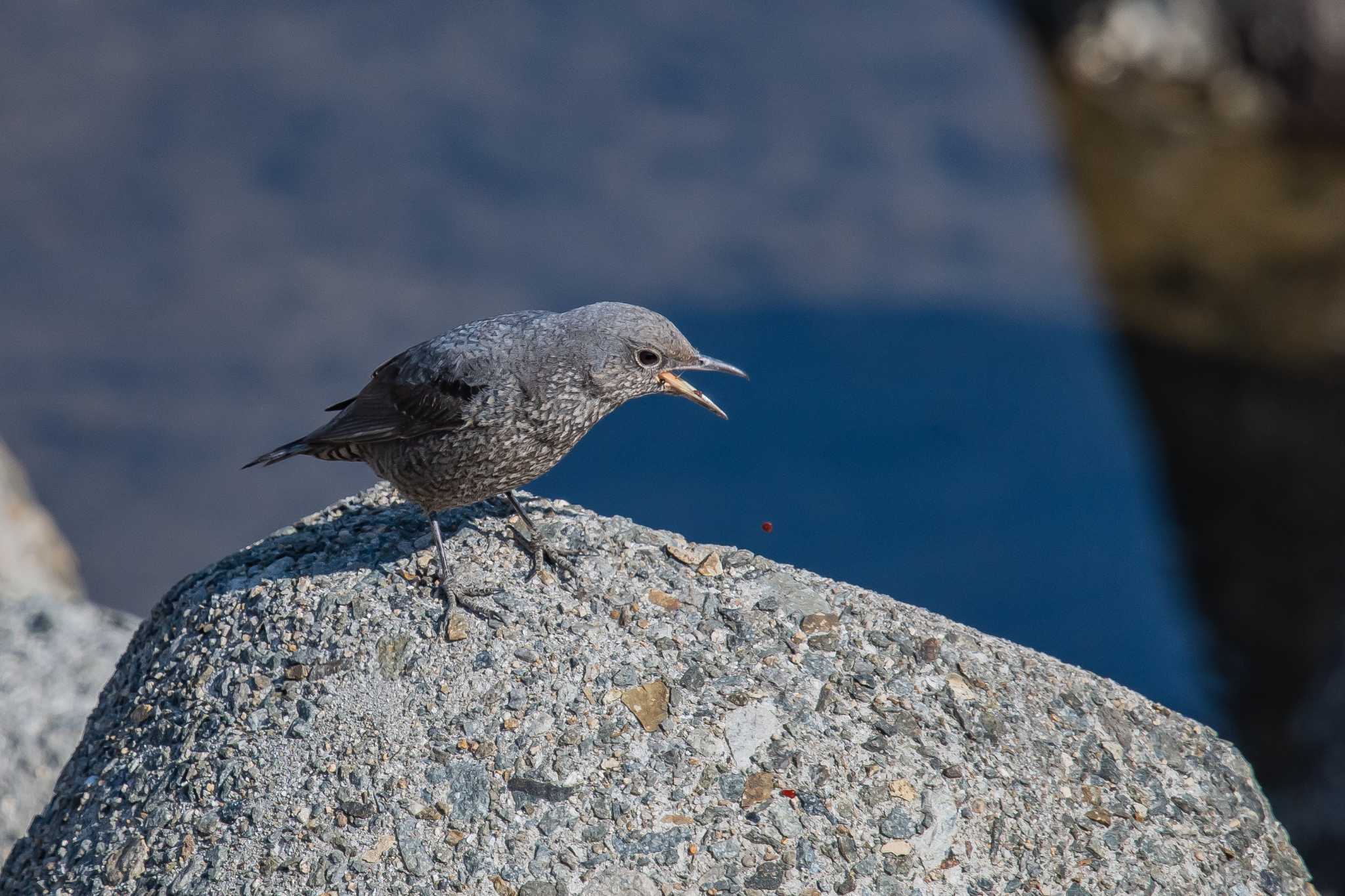 Photo of Blue Rock Thrush at 加古川河口 by ときのたまお