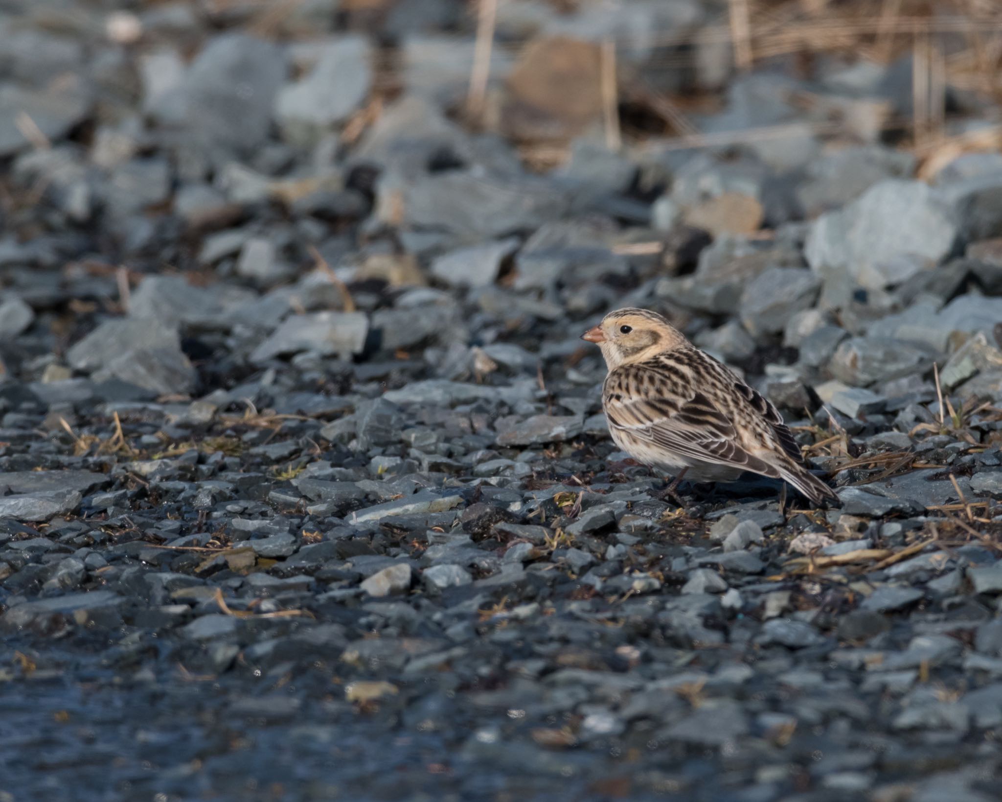 Photo of Lapland Longspur at  by エナガ好き