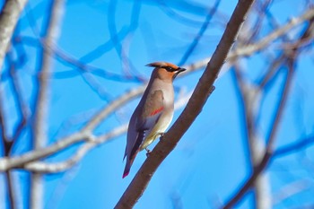 ヒレンジャク 大麻生野鳥の森公園 2020年1月29日(水)