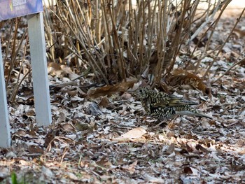 White's Thrush Showa Kinen Park Sat, 1/11/2014