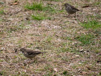 タヒバリ 葛西臨海公園 2014年1月5日(日)