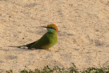 Asian Green Bee-eater タイ　パタヤ Wed, 2/26/2020